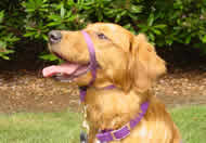 A Golden Retriever Service Dog
